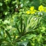 Galium aparine leaf picture by Cristiano Francesco (cc-by-sa)