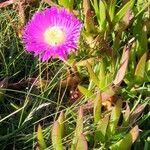 Carpobrotus acinaciformis flower picture by Günter Adler (cc-by-sa)