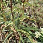 Digitalis ferruginea leaf picture by Sylvain Piry (cc-by-sa)