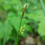 Carex alba flower picture by Kabilan Nadarajah (cc-by-sa)