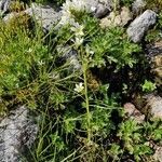 Saxifraga aquatica habit picture by Olivier Zol (cc-by-sa)