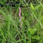 Spiranthes sinensis flower picture by 隆明 折出 (cc-by-sa)