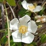 Rosa moschata flower picture by Elsler Margit (cc-by-sa)