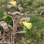 Narcissus gigas habit picture by Philippe Compin (cc-by-sa)