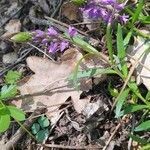 Polygala amarella flower picture by sabbrent (cc-by-sa)