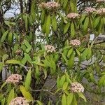 Viburnum rhytidophyllum habit picture by Dieter Albrecht (cc-by-sa)