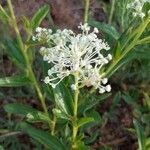 Ceanothus americanus flower picture by Samantha Benjamin (cc-by-sa)