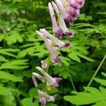 Corydalis scouleri flower picture by Susan Graham (cc-by-sa)