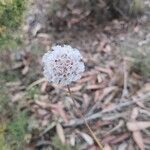 Armeria pungens flower picture by Juan Carlos Viera (cc-by-sa)