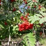 Sorbus aucuparia fruit picture by Heinz Vogrin (cc-by-sa)