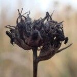 Campanula glomerata fruit picture by Yoan MARTIN (cc-by-sa)