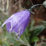 Campanula scheuchzeri habit picture by Yoan MARTIN (cc-by-sa)