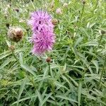 Centaurea scabiosa habit picture by María Pilar Martín (cc-by-sa)