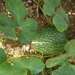 Cucurbita ficifolia fruit picture by tomas victor (cc-by-sa)