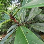 Ficus cahuitensis leaf picture by SINAC Pérez Greivin (cc-by-sa)