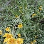 Arnica chamissonis flower picture by Laureen Kosheiff (cc-by-sa)