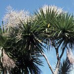 Cordyline australis habit picture by Daniel Barthelemy (cc-by-nc)