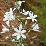 Ornithogalum pyramidale flower picture by Jo Maas (cc-by-sa)