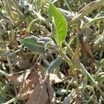 Centaurea seridis leaf picture by Quiñoy Yago (cc-by-sa)