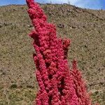 Chenopodium quinoa flower picture by Fabien Anthelme (cc-by-sa)