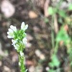 Arabis planisiliqua flower picture by patricia Gontier (cc-by-sa)