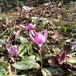 Erythronium dens-canis flower picture by Alenka Vesel (cc-by-sa)