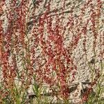 Rumex acetosella fruit picture by Rosell Ramon (cc-by-sa)