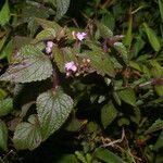 Fleischmannia pratensis habit picture by Nelson Zamora Villalobos (cc-by-nc)