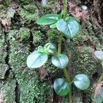 Peperomia elliptica leaf picture by Bernard REYNAUD (cc-by-sa)