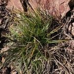 Carex halleriana leaf picture by jerome jourdois (cc-by-sa)