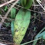 Satyrium nepalense leaf picture by Hugo SANTACREU (cc-by-sa)