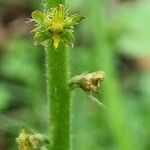 Agrimonia eupatoria fruit picture by doune34160 (cc-by-sa)