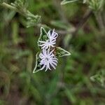 Elephantopus elatus flower picture by Dillon deKalands (cc-by-sa)