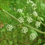 Apium nodiflorum flower picture by Pereira Jorge (cc-by-sa)