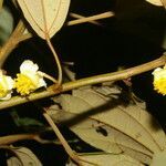 Hampea appendiculata flower picture by Nelson Zamora Villalobos (cc-by-nc)