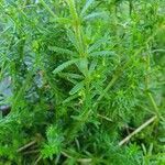 Galium chloroionanthum habit picture by susan brown (cc-by-sa)