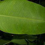 Heliconia irrasa leaf picture by Nelson Zamora Villalobos (cc-by-nc)