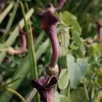 Aristolochia baetica fruit picture by Harry Huettmann (cc-by-sa)