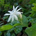 Jasminum multiflorum flower picture by Uday Wali (cc-by-sa)