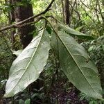 Merinthopodium neuranthum leaf picture by Nelson Zamora Villalobos (cc-by-nc)