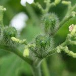 Cnidoscolus urens fruit picture by R. Tournebize (cc-by-sa)