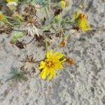 Hieracium eriophorum flower picture by Michael PASQUET (cc-by-sa)