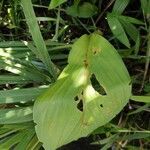 Curcuma longa leaf picture by Isabelle robert (cc-by-sa)