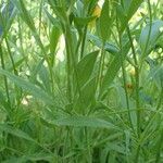 Coreopsis grandiflora habit picture by Yoan MARTIN (cc-by-sa)