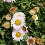 Erigeron glaucus flower picture by Alan Alan Dunlop-Walters (cc-by-sa)