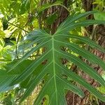 Monstera deliciosa leaf picture by Julien VIRASSAMY (cc-by-sa)