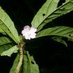 Pavonia castaneifolia flower picture by Nelson Zamora Villalobos (cc-by-nc)