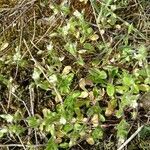 Cerastium semidecandrum habit picture by santepIab (cc-by-sa)