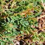 Coronilla vaginalis leaf picture by Emanuele Santarelli (cc-by-sa)