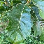 Quercus velutina leaf picture by richard rettig (cc-by-sa)